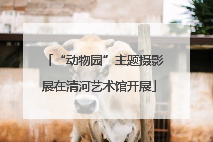 “动物园”主题摄影展在清河艺术馆开展