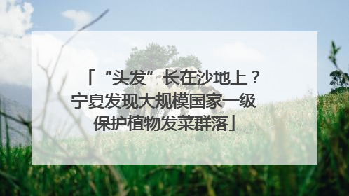 “头发”长在沙地上？宁夏发现大规模国家一级保护植物发菜群落