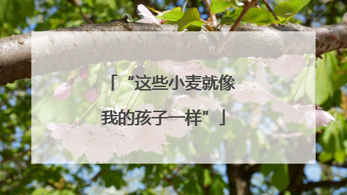 “这些小麦就像我的孩子一样”