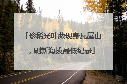 珍稀光叶蕨现身瓦屋山，刷新海拔最低纪录