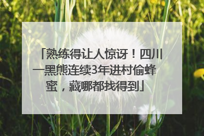 熟练得让人惊讶！四川一黑熊连续3年进村偷蜂蜜，藏哪都找得到