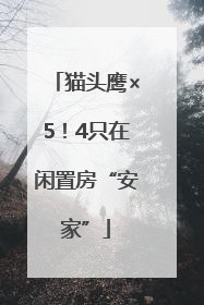 猫头鹰×5！4只在闲置房“安家”