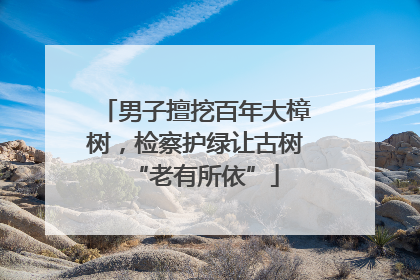 男子擅挖百年大樟树，检察护绿让古树“老有所依”