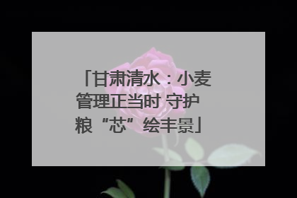 甘肃清水：小麦管理正当时 守护粮“芯”绘丰景