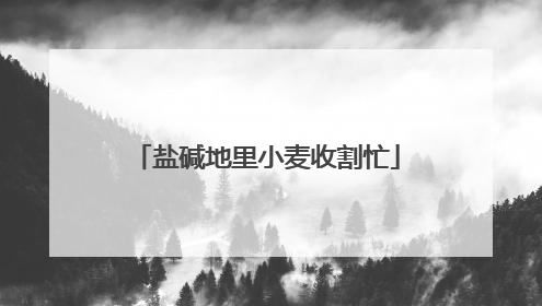 盐碱地里小麦收割忙