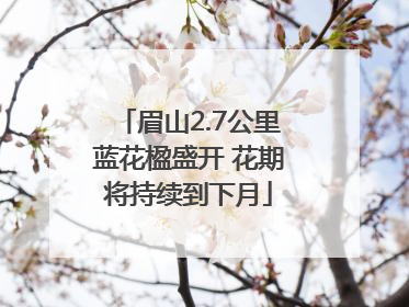 眉山2.7公里蓝花楹盛开 花期将持续到下月