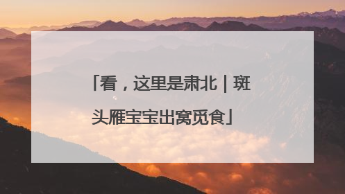 看，这里是肃北｜斑头雁宝宝出窝觅食