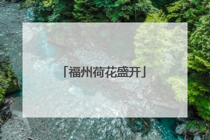 福州荷花盛开