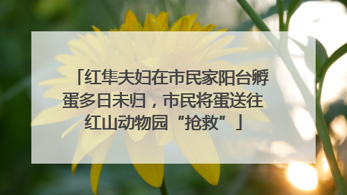 红隼夫妇在市民家阳台孵蛋多日未归，市民将蛋送往红山动物园“抢救”