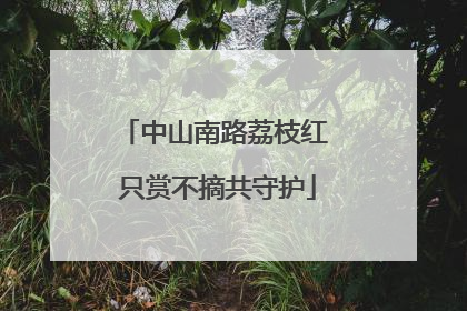 中山南路荔枝红 只赏不摘共守护