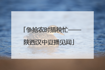 争抢农时插秧忙——陕西汉中夏播见闻