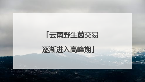 云南野生菌交易逐渐进入高峰期