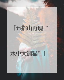 五指山再现“水中大熊猫”