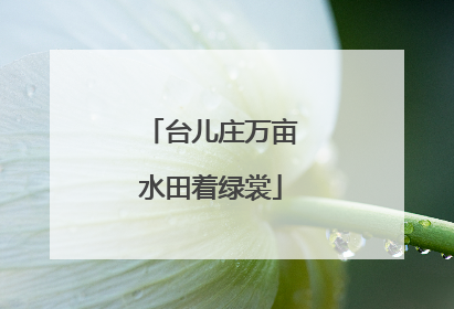 台儿庄万亩水田着绿裳