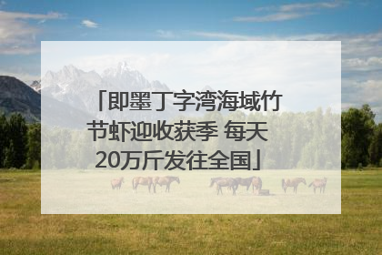 即墨丁字湾海域竹节虾迎收获季 每天20万斤发往全国