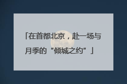 在首都北京，赴一场与月季的“倾城之约”