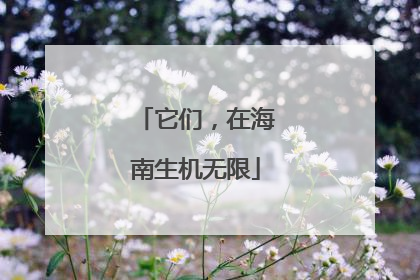 它们，在海南生机无限