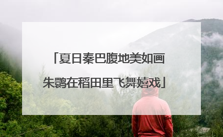 夏日秦巴腹地美如画 朱鹮在稻田里飞舞嬉戏