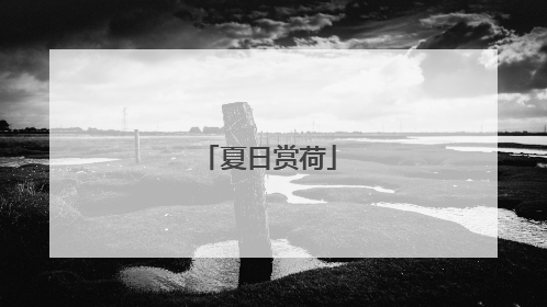 夏日赏荷