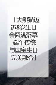 大熊猫迈迈8岁生日会圆满落幕 端午传统与国宝生日完美融合