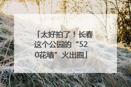 太好拍了！长春这个公园的“520花墙”火出圈