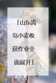 山东青岛小麦收获作业全面展开