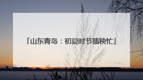 山东青岛：初夏时节插秧忙