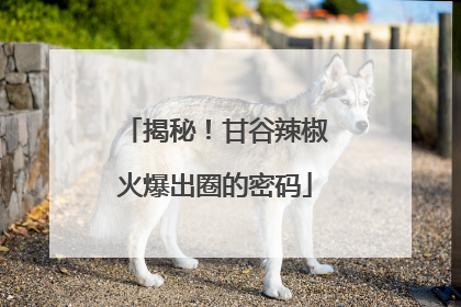 揭秘！甘谷辣椒火爆出圈的密码