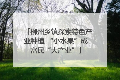 柳州乡镇探索特色产业种植 “小水果”成富民“大产业”