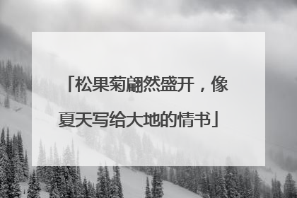 松果菊翩然盛开，像夏天写给大地的情书