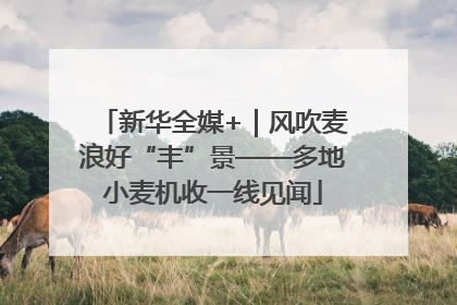 新华全媒+｜风吹麦浪好“丰”景——多地小麦机收一线见闻