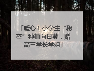 暖心！小学生“秘密”种植向日葵，赠高三学长学姐
