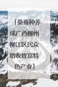 桑蚕种养成广西柳州柳江区民众增收致富特色产业