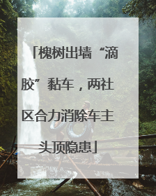 槐树出墙“滴胶”黏车，两社区合力消除车主头顶隐患