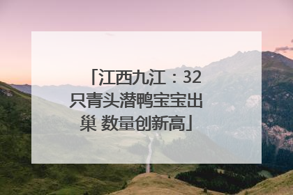 江西九江：32只青头潜鸭宝宝出巢 数量创新高