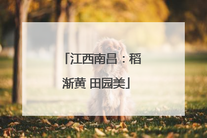 江西南昌：稻渐黄 田园美