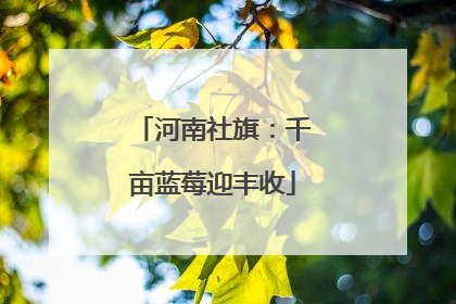 河南社旗：千亩蓝莓迎丰收
