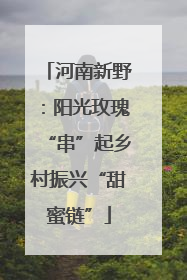 河南新野：阳光玫瑰“串”起乡村振兴“甜蜜链”