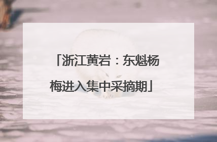 浙江黄岩：东魁杨梅进入集中采摘期
