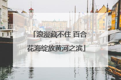 浪漫藏不住 百合花海绽放黄河之滨
