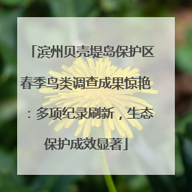 滨州贝壳堤岛保护区春季鸟类调查成果惊艳：多项纪录刷新，生态保护成效显著