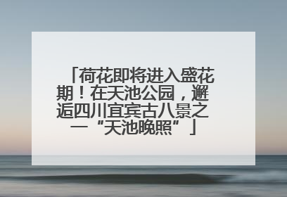 荷花即将进入盛花期！在天池公园，邂逅四川宜宾古八景之一“天池晚照”