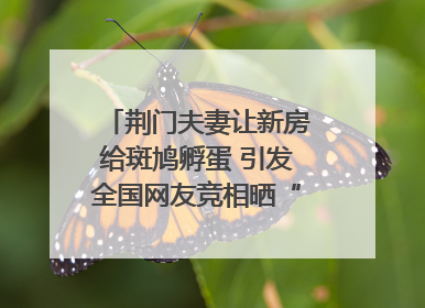 荆门夫妻让新房给斑鸠孵蛋 引发全国网友竞相晒“人鸟共处”图