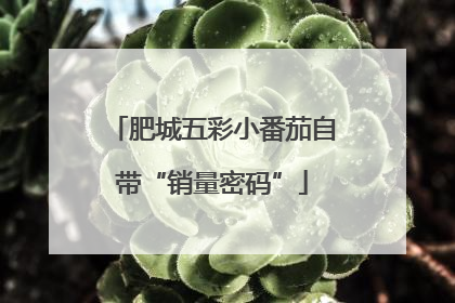 肥城五彩小番茄自带“销量密码”