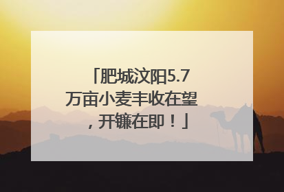 肥城汶阳5.7万亩小麦丰收在望，开镰在即！