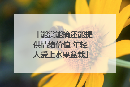 能赏能摘还能提供情绪价值 年轻人爱上水果盆栽
