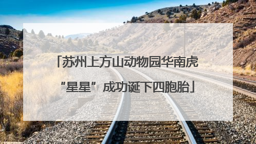 苏州上方山动物园华南虎“星星”成功诞下四胞胎