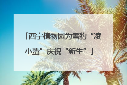 西宁植物园为雪豹“凌小蛰”庆祝“新生”