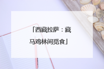 西藏拉萨：藏马鸡林间觅食