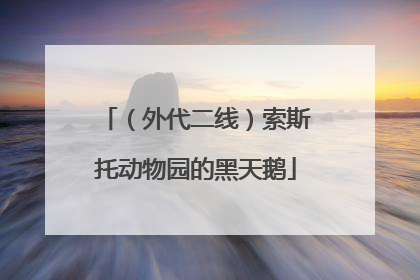 （外代二线）索斯托动物园的黑天鹅